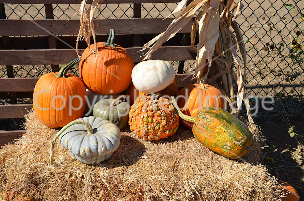 Pumpkins Orange